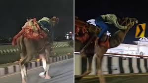CAMEL