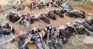 50 Peacocks Die from Poisoning in Tamil Nadu