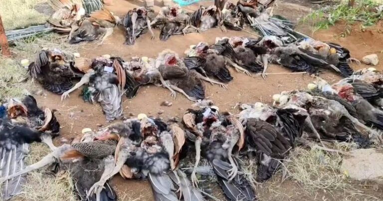 50 Peacocks Die from Poisoning in Tamil Nadu